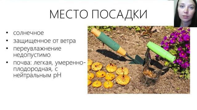 Гладиолусы смотреть онлайн