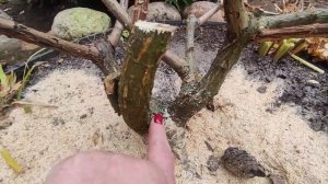 Продолжаю формировать Ваниллу Фрайз в форме деревца ??? Омолаживаю куст ✂️✂️