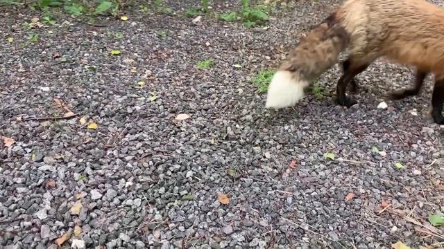 ЛИ СЯО. Алиса - Лиса. Следы лап на машине. смотреть онлайн