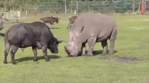Носорог прёт напролом. Самые Эпичные Кадры с Дикими Животными "За 5 Минут"