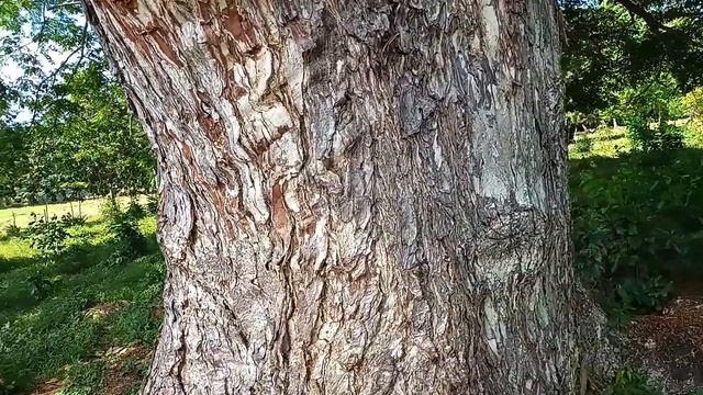 MIRA COMO COSECHAMOS PIÑAS SILVESTRES EN RD 🇩🇴. смотреть онлайн