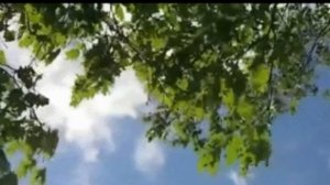 Азамат Исенгазин  Белая береза   ты любовь моя