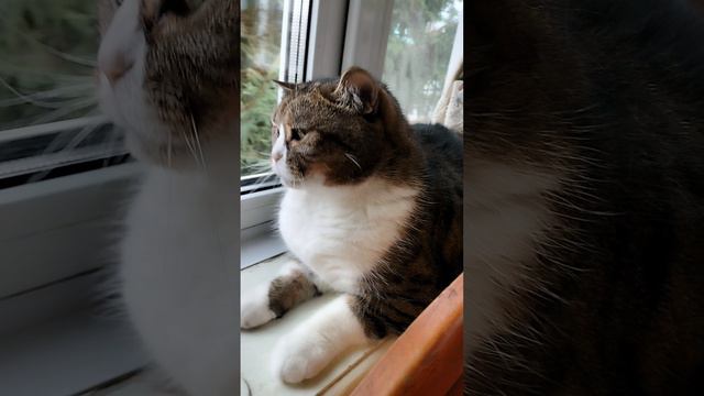 Кот играет