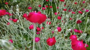 Горицвет кожистый на дачном участке. Горицвет кожистый. Дачный участок в Германии. 4K видео