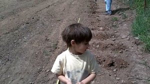 2010 Blueberry Hill planting Strawberries 3