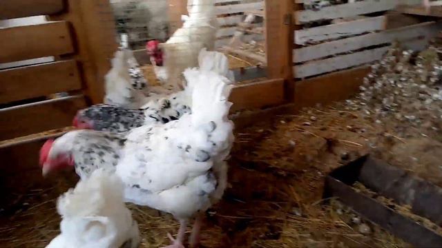 Мел и ракушка для кур 🐔🐔🐔🐓 смотреть онлайн