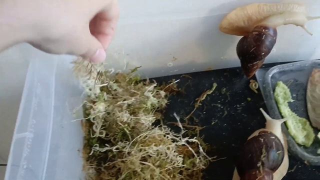 простое видео, где я говорю про улиток смотреть онлайн