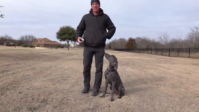 "Snoop" Young Weimaraner Obedience Training смотреть онлайн
