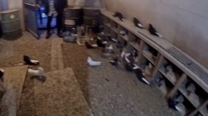 Питомник СВГ Белогуба Г.К.