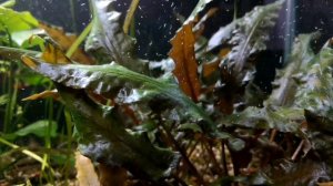 Криптокорина. Уход, содержание , размножение.