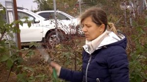 Обрезка ежевики осенью