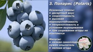 Голубика | лучшие низкорослые сорта голубики