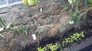 Раннеспелый, вкусный,  зеленоплодный томат Малахитовая шкатулка. Мой любимец.