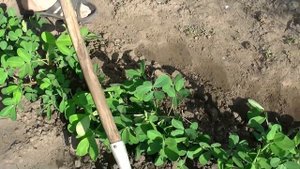 Окучивание опылившегося арахиса (Выращивание арахиса Часть-5 .
