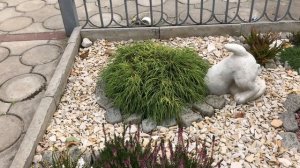 Кипарисовик в саду.  Подготовка к зиме.