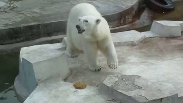 Белый Медведь танцует