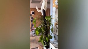 Funniest Cats 😹- Best Of The 2022 Funny Cat and Dog Videos 😂- Family Cats