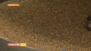 В Курской области выращивают и перерабатывают техническую коноплю