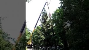 спилить дерево с пом. крана и альпинистов