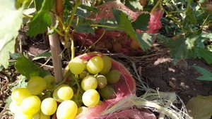 Новые и вкусные формы винограда Сакура и  Стюардесса ,селекции Калугина В.М.