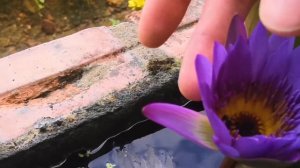 СКОЛЬКО СТОИТ ОБЗОРНАЯ ЭКСКУРСИЯ ФУКУОК ОТ ТУРОПЕРАТОРА? СТОИТ ЛИ ЕХАТЬ ?КАК СЭКОНОМИТЬ НА ЭКСКУРСИ