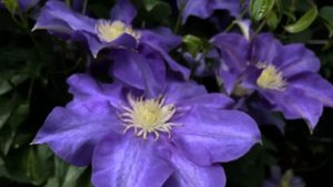 clematis HF.Yang