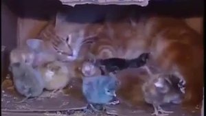 Заботливый кот и цыплята. И такое бывает в жизни.