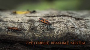 Суетливые красные клопы