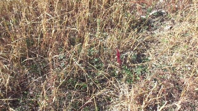 Нам хлеба не надо. Щирицу давай! Уроки выживания. смотреть онлайн