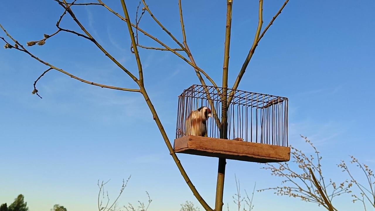 Щегол смотреть онлайн