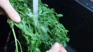 Помидоры с морковной ботвой. Рецепт маринованных помидор с морковной ботвой на зиму