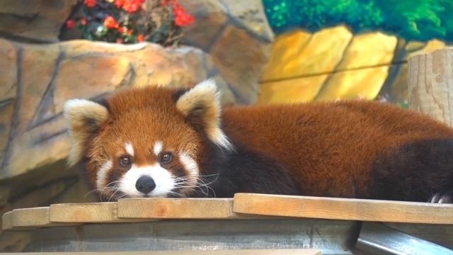 【red panda】What was the red panda thinking when he was dazed? смотреть онлайн