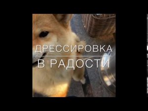 Собака не слышит меня!С Вами кинолог Наталья Севостьянова