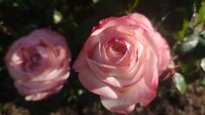 Роза Angie Romantica / Анжи Романтика