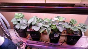 Автоматизация для теплицы и Сити-фермы. Клубника, планы.