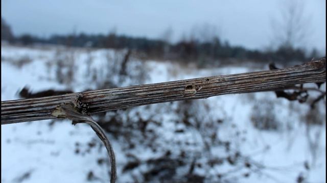 заготовка репейной моли для рыбалки