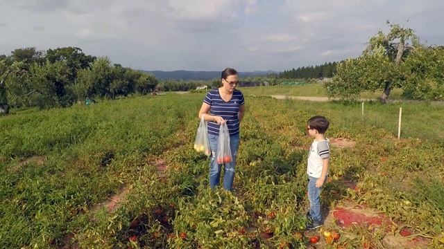 Влог. Ферма в США. Нью Йорк. Собираем персики, нектарины, яблоки и сливы смотреть онлайн