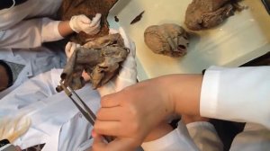 Кровеносная система ч 1 720