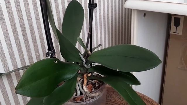 МОЙ ЧЕСТНЫЙ ОТЗЫВ О PASSIFLORe Стоит ли покупать через них орхидеи Как я купила через них орхидеи?
