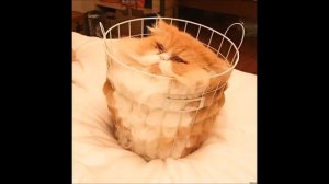 20 ярчайших  доказательств, что коты  — это жидкость.