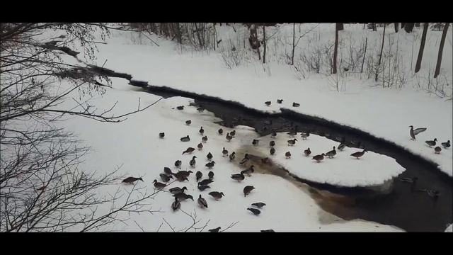 Птицы в городе смотреть онлайн