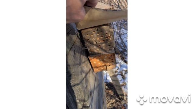 Разведение осмий.Зима пришла неожиданно.