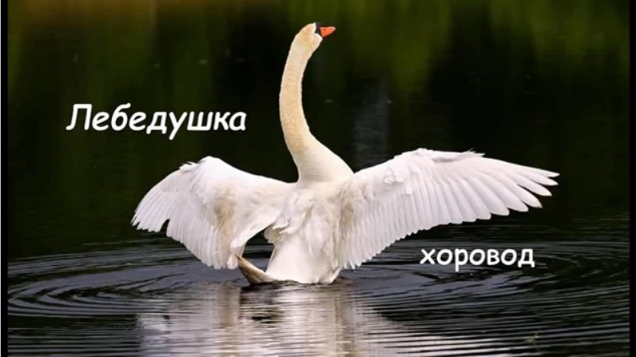 Лебедушка слушать. Лебедь шипун расправил Крылья. Лебеди (птицы). Белый лебедь. Лебедь взлетает.