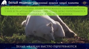 Факты про белого медведя #факты #белый #медведь