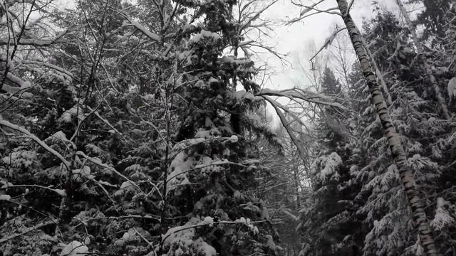 Звуки зимнего леса. Снегопад. смотреть онлайн