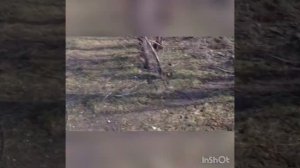 Иж планета кросс