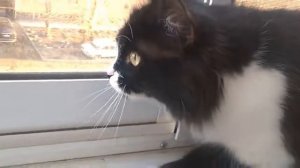 Разговор с птицей (кошка чирикает)