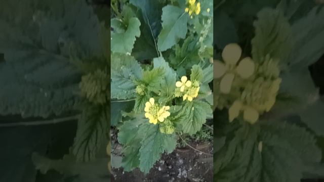 СКОЛЬКО МНОГО РАЗНОВИДНОСТЕЙ ТРАВ В ОДНОМ МЕСТЕ РАСТЕТ!!!КАКАЯ БОГАТАЯ ПРИРОДА!!! смотреть онлайн