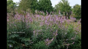 ВЕРОНИКАСТРУМ  (VERONICASTRUM)  сем. Норичниковые
