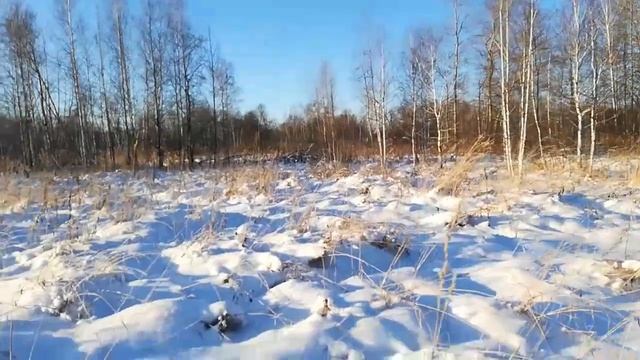 Я в шоке!!! Куда исчезли лесные обитатели??? смотреть онлайн